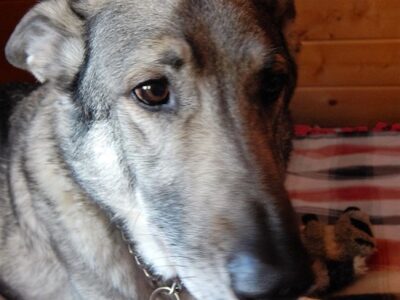 Adopting Senior Dogs Image